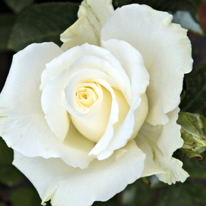Róże ogrodowe - róża wielkokwiatowa - Hybrid Tea - biało - różowy - Rosa  Virgo - róża z dyskretnym zapachem - Charles Mallerin - W grupie kwiatów zawsze można znaleźć pąki, kwiaty rozwinięte i przekwitnięte, które sprawiają, że dywan kwiatowy jest wspaniały.
